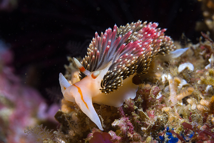 colorful sea slug (nudibranch)